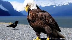 Birds Ravens Eagles depth of field bald eagles
