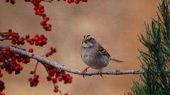Birds red Berries bird