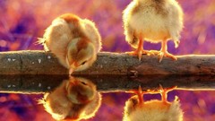 Birds reflections chicks (chickens) baby birds