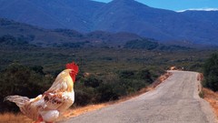 Birds roads roosters