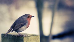Birds robins