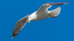 Birds seagulls blue skies