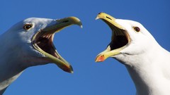 Birds seagulls blue skies