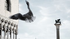 Birds seagulls grayscale