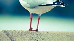 Birds seagulls minimalistic
