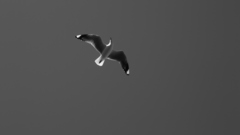 Birds seagulls monochrome skies