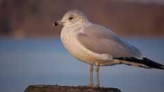 Birds seagulls seagull Sea