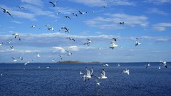 Birds seagulls skyscapes Sea