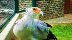 Birds secretary bird