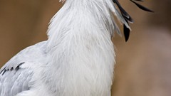 Birds secretary bird