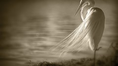 Birds sepia monochrome egrets