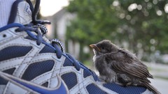 Birds Shoes sparrow sneakers