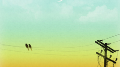 Birds silhouette power lines