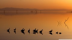 Birds silhouettes