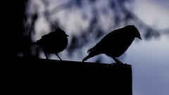 Birds silhouettes