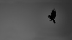 Birds silhouettes crows minimalistic grayscale