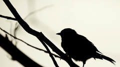 Birds silhouettes grayscale