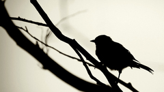 Birds silhouettes grayscale branches