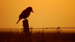 Birds silhouettes monochrome fences