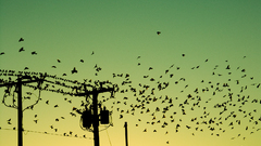 Birds silhouettes power lines