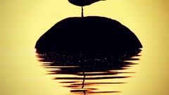 Birds silhouettes rocks