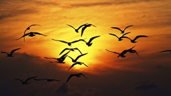 Birds silhouettes skyscapes