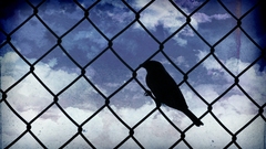 Birds silhouettes skyscapes Chain