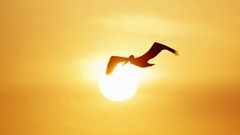 Birds silhouettes sunlight