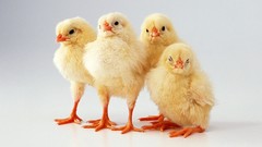 Birds Simple Background chicks (chickens) baby birds