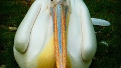 Birds sitting Pelicans