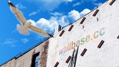 Birds skies pandoragirl