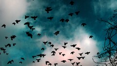 Birds sky clouds Animals