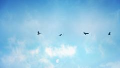 Birds skyscapes