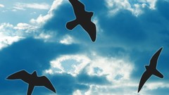 Birds skyscapes
