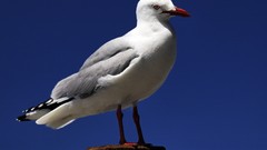 Birds skyscapes Landscapes nature
