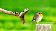 Birds snakes