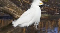 Birds snowy egret egrets