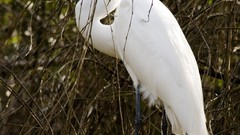 Birds snowy egret egrets