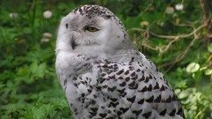 Birds snowy owl Owls