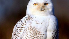 Birds snowy owl Owls