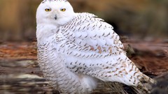 Birds snowy owl Owls