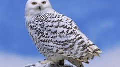 Birds snowy owl Owls