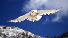Birds snowy owl Owls blurred background