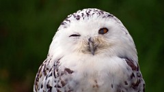 Birds snowy owl wink Owls
