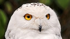 Birds snowy owl yellow eyes Owls White Owl