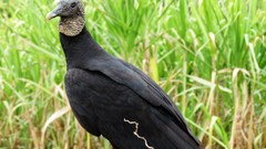 Birds solaga zopilote