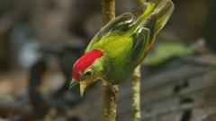 Birds sound Earth national geographic