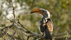 Birds South Africa Hornbill
