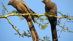 Birds South African loerie