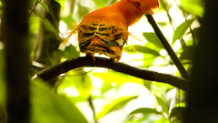 Birds south america Cock-of-the-rocks